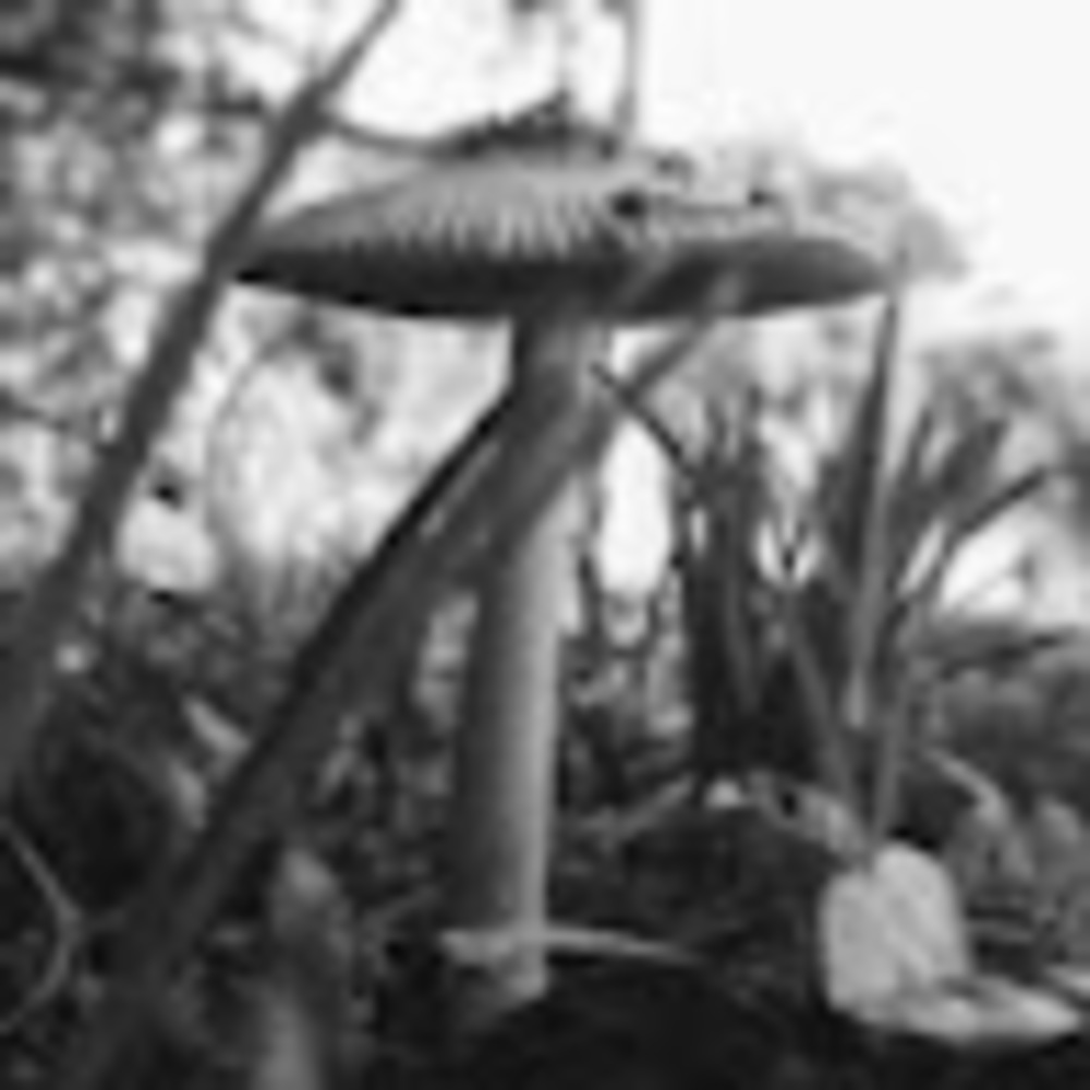 Meet your Posher, Endless_